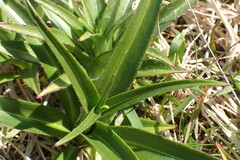 Dolichoglottis scorzoneroides