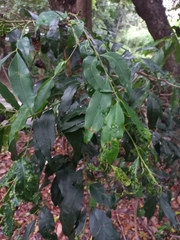 Syzygium floribundum