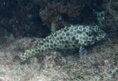 Epinephelus quoyanus