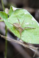 Nilus