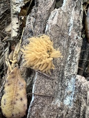 Arcyria obvelata