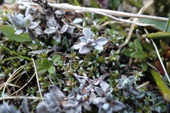 Anaphalioides bellidioides