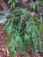 Syzygium floribundum