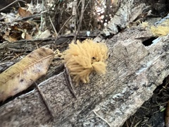 Arcyria obvelata
