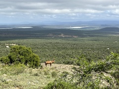 Alcelaphus buselaphus caama