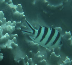 Abudefduf sexfasciatus