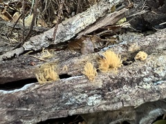 Arcyria obvelata