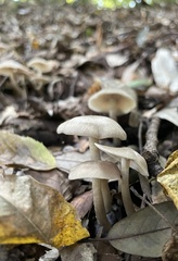 Agaricales