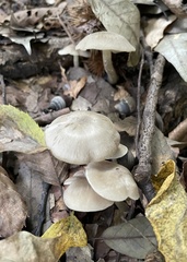 Agaricales