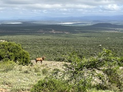 Alcelaphus buselaphus caama