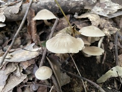 Agaricales