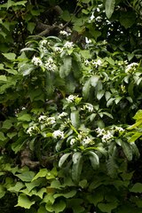 Tabernaemontana ventricosa