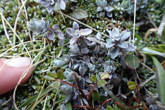 Anaphalioides bellidioides