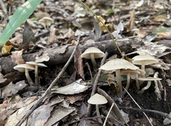 Agaricales