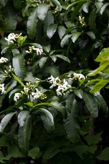 Tabernaemontana ventricosa