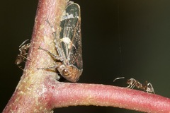 Eurymeloides punctata