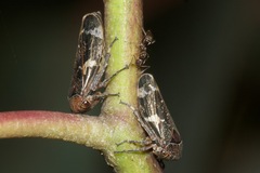 Eurymeloides punctata