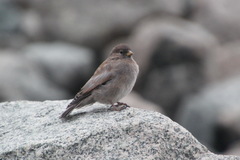 Leucosticte arctoa