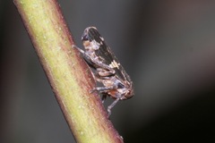Eurymeloides punctata