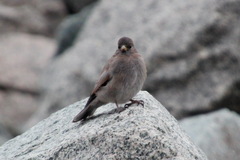 Leucosticte arctoa