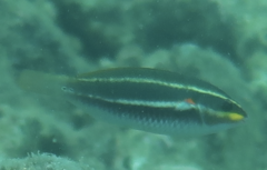 Stethojulis bandanensis