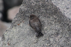 Leucosticte arctoa