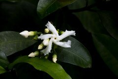 Tabernaemontana ventricosa