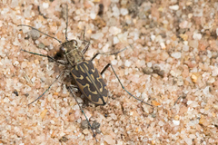 Lophyra neglecta