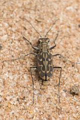 Lophyra neglecta