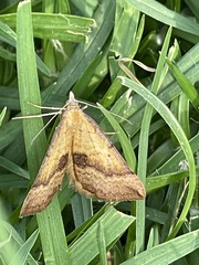 Anachloris subochraria