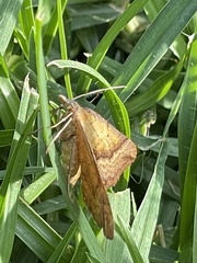 Anachloris subochraria
