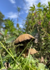 Lacrymaria lacrymabunda