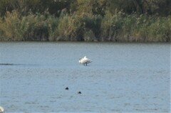 Cygnus columbianus bewickii