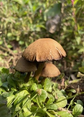 Lacrymaria lacrymabunda