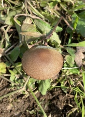Lacrymaria lacrymabunda
