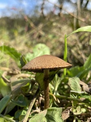 Lacrymaria lacrymabunda