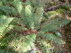 Polystichum vestitum