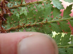 Polystichum vestitum