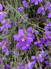 Scaevola ramosissima