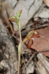 Pterostylis squamata