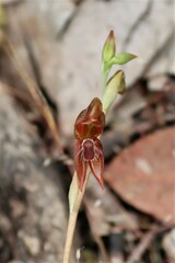 Pterostylis squamata