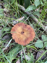 Agaricales