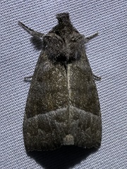 Papaipema eupatorii