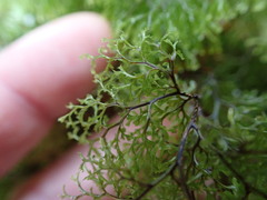 Hymenophyllum multifidum