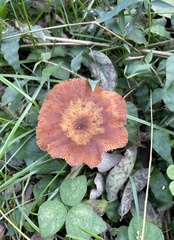 Agaricales