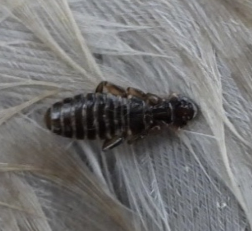 goose body louse