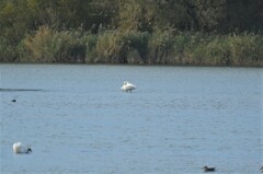 Cygnus columbianus bewickii