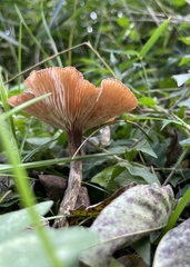 Agaricales