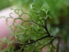Hymenophyllum multifidum