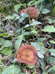 Agaricales